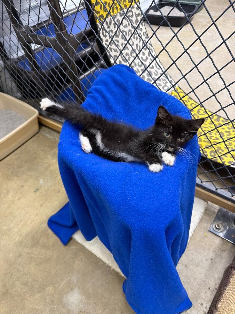Enlarge Mulberry, a Adoptable mixed breed in Lagrange, IN image 3/6
