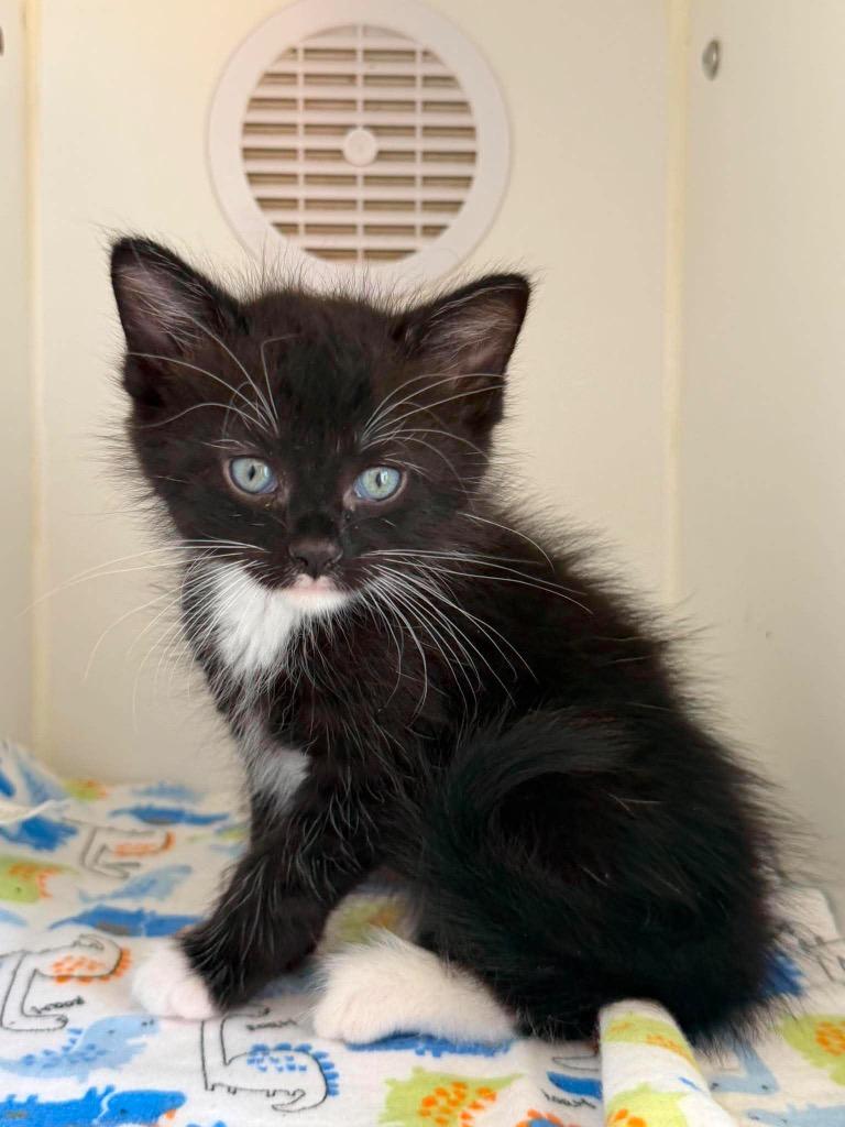 Mullberry, Adoptable, Kitten Male Domestic Short Hair.