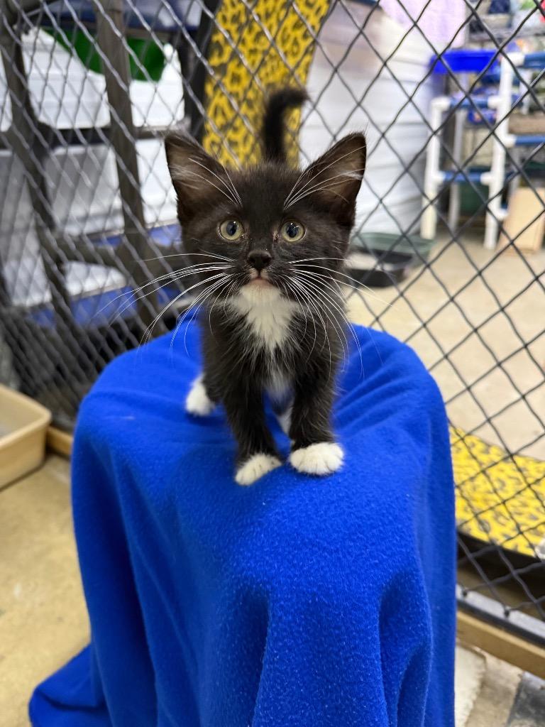 Enlarge Mulberry, a Adoptable mixed breed in Lagrange, IN image 6/6