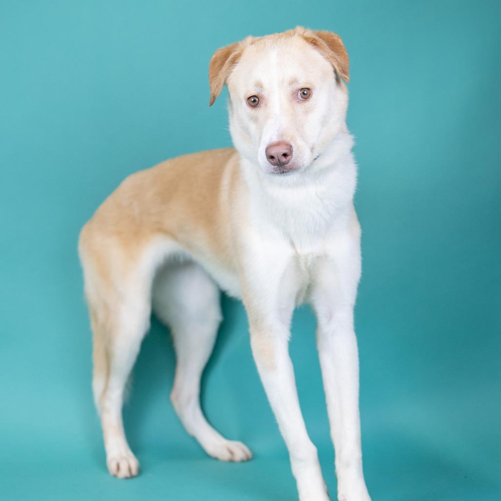 Enlarge Iris, a Adoptable Mixed Breed in Portland, OR image 2/3