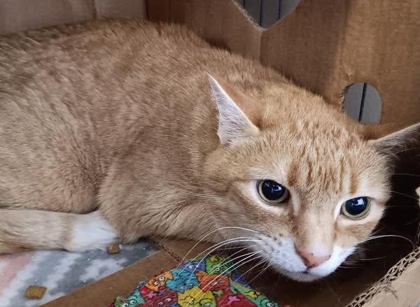Felis, an adoptable Domestic Short Hair in Winthrop, ME, 04364 | Photo Image 1