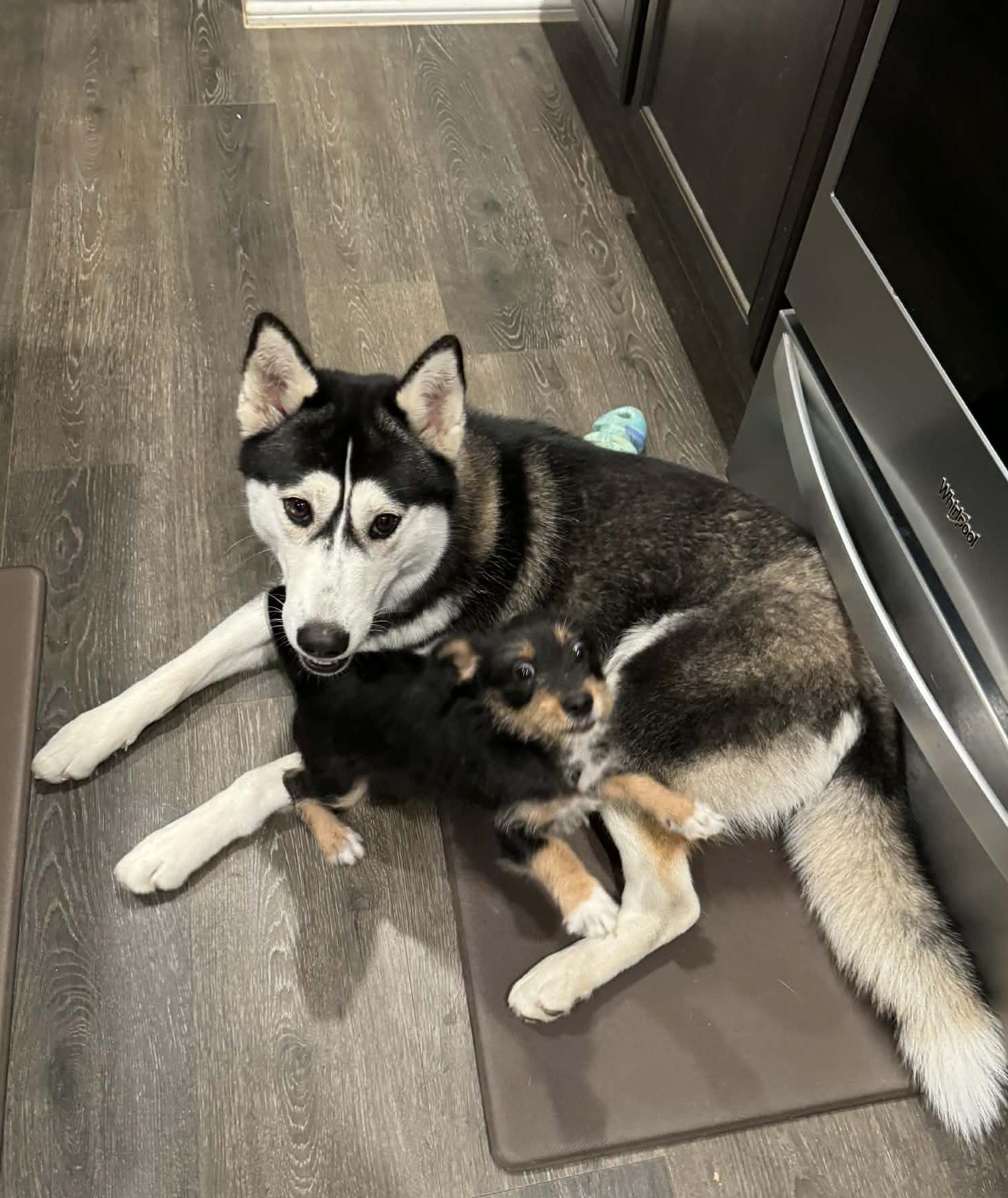 Enlarge Penelope , an adopted Husky in Allen, TX image 2/3