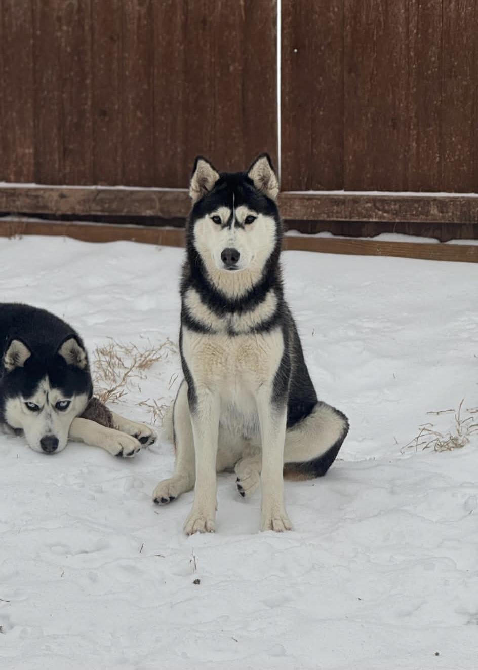 Enlarge Penelope , an adopted Husky in Allen, TX image 1/3