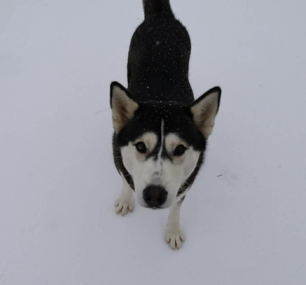 Enlarge Penelope , an adopted Husky in Allen, TX image 3/3
