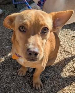 Erica, Adoptable, Young Female Mixed Breed.