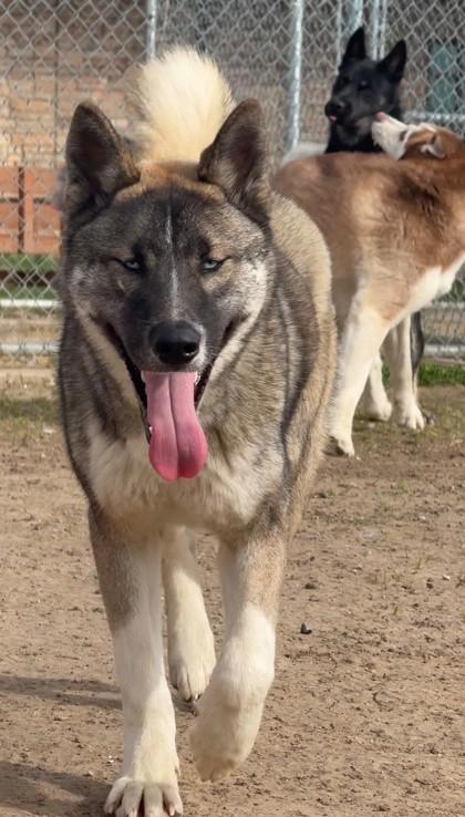 Wilson, a Adoptable mixed breed in Irving, TX image 2/2