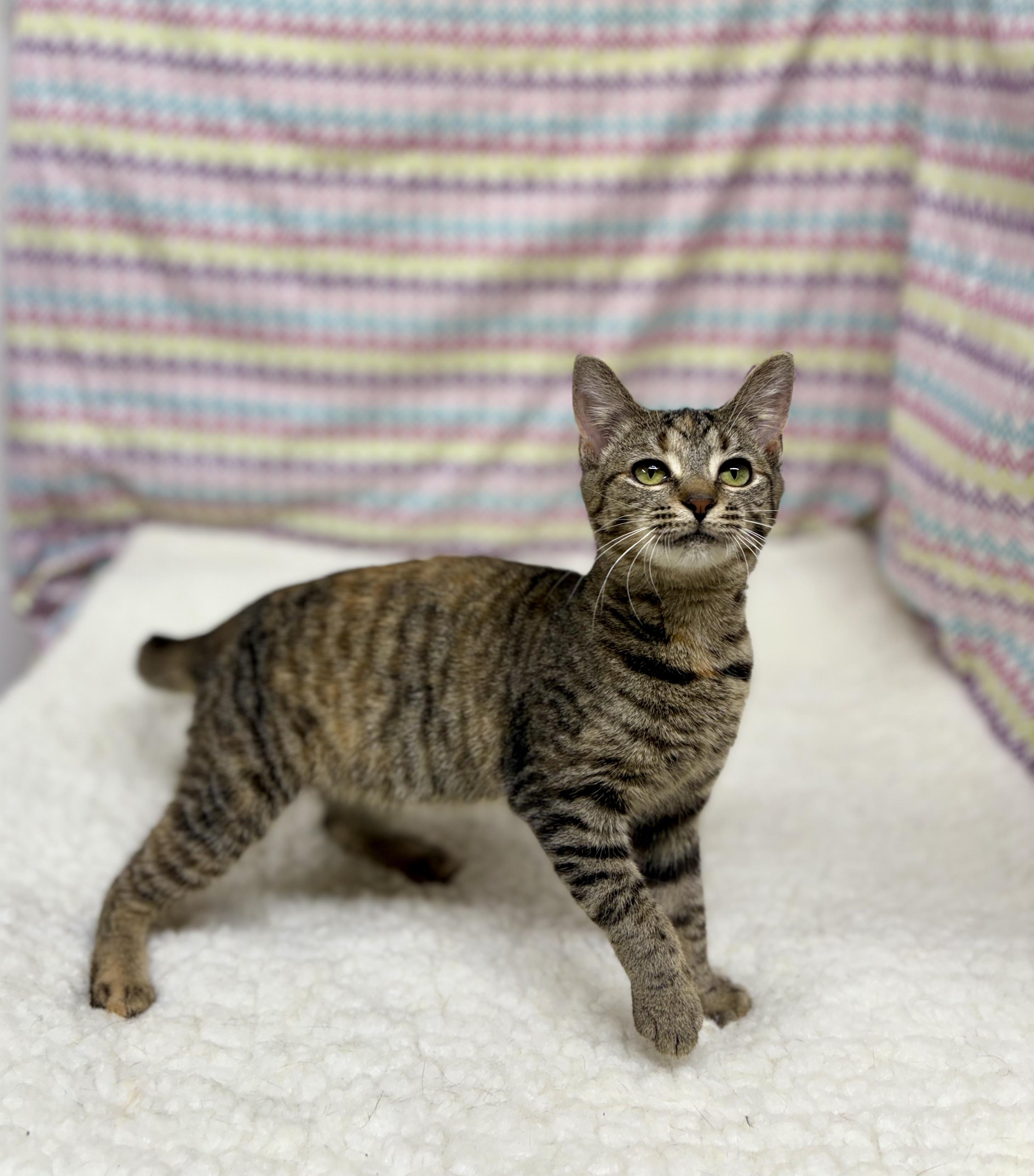 Cleo, a ADOPTABLE mixed breed in Upper Sandusky, OH image 1/3