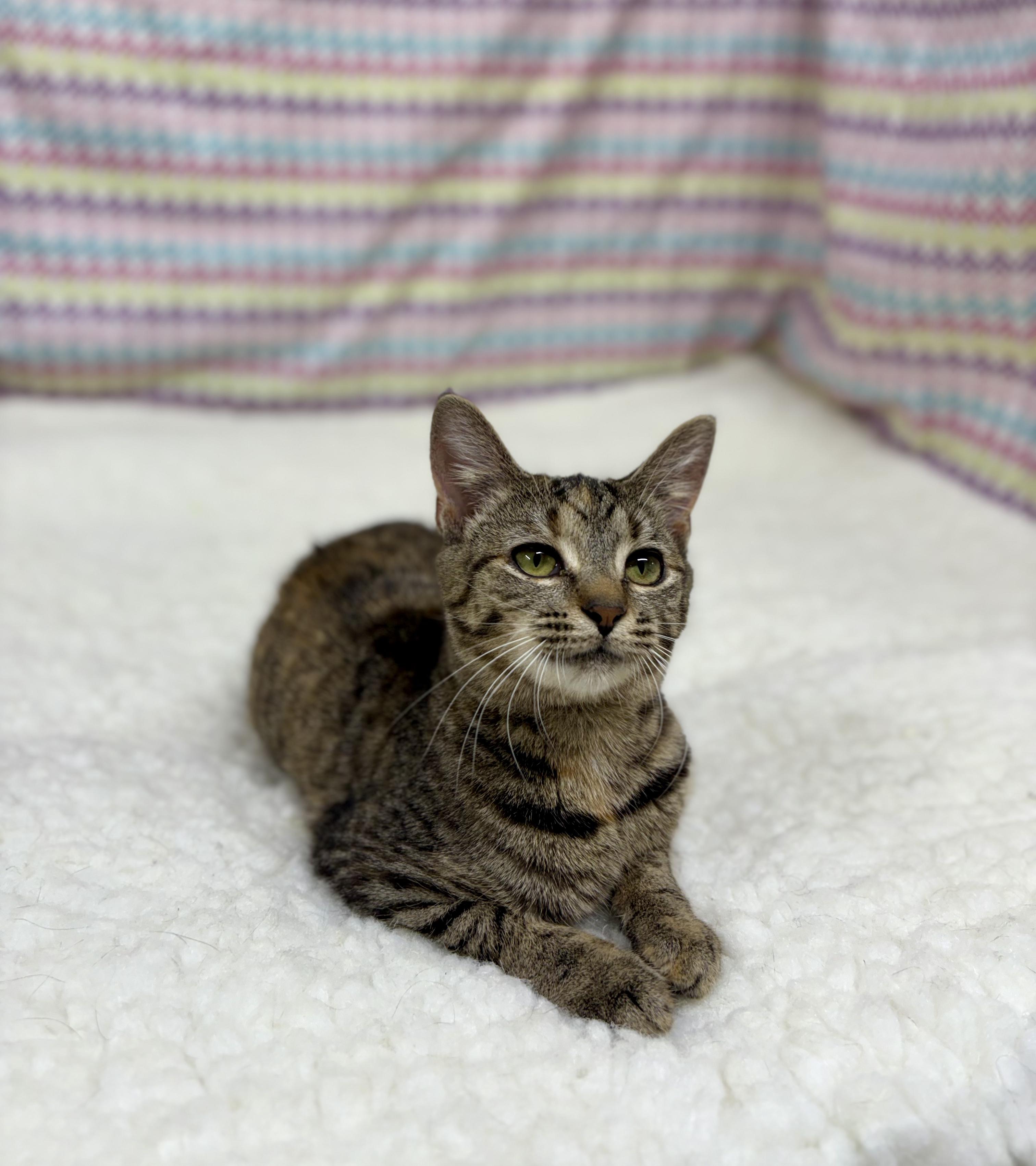 Cleo, a ADOPTABLE mixed breed in Upper Sandusky, OH image 2/3