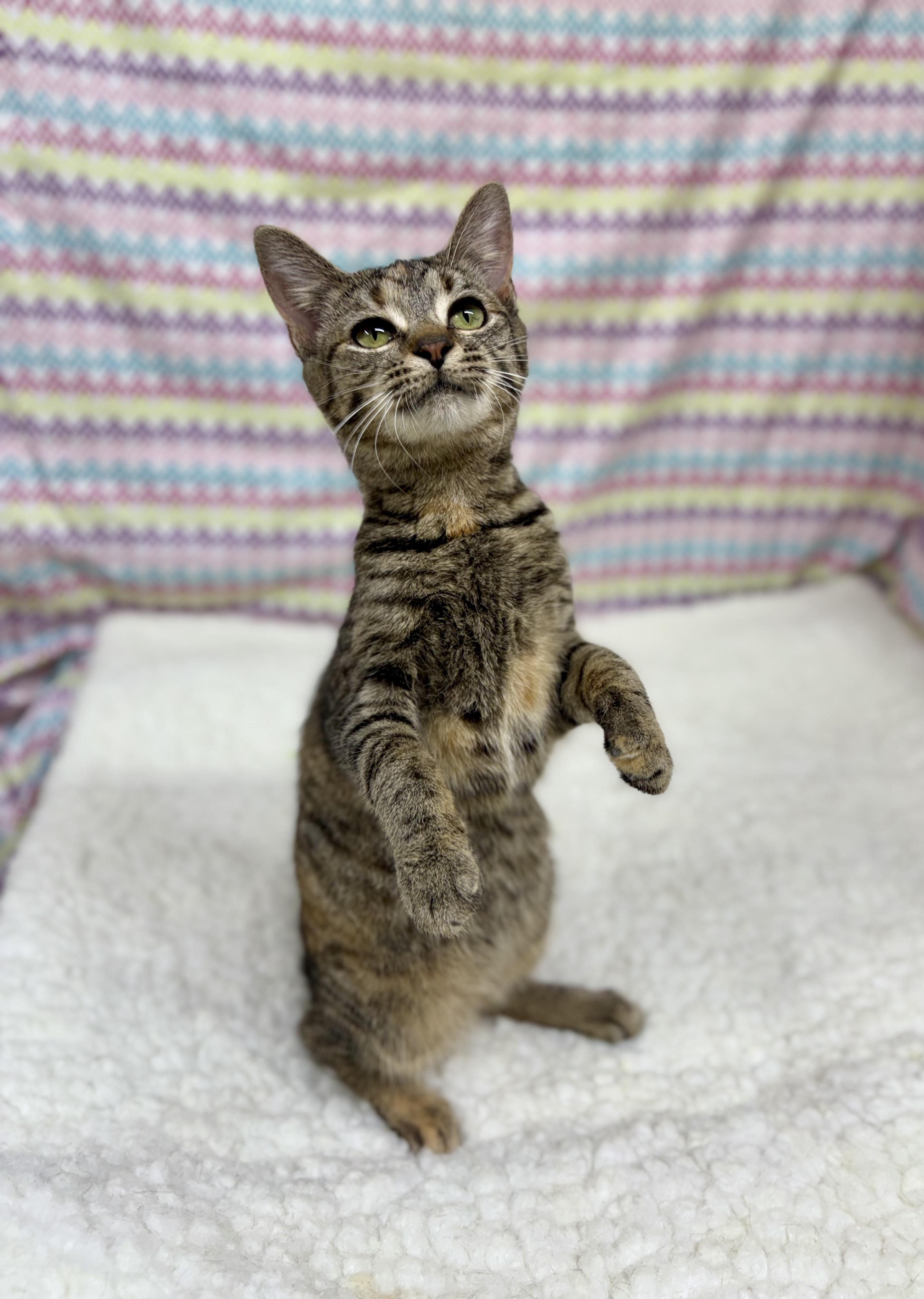 Cleo, a ADOPTABLE mixed breed in Upper Sandusky, OH image 3/3