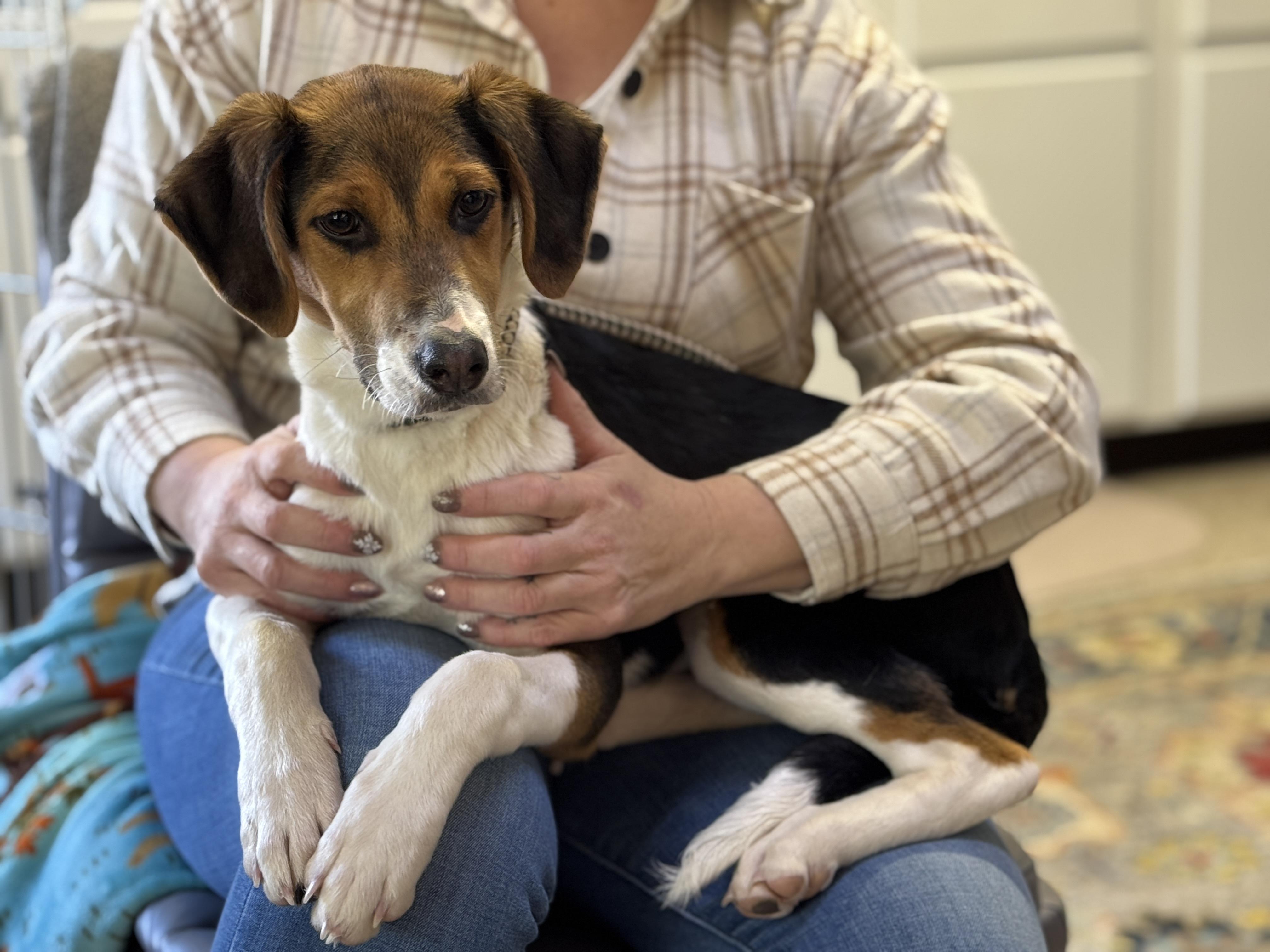 Enlarge Buck, an adopted Foxhound in Richmond, VA image 5/6