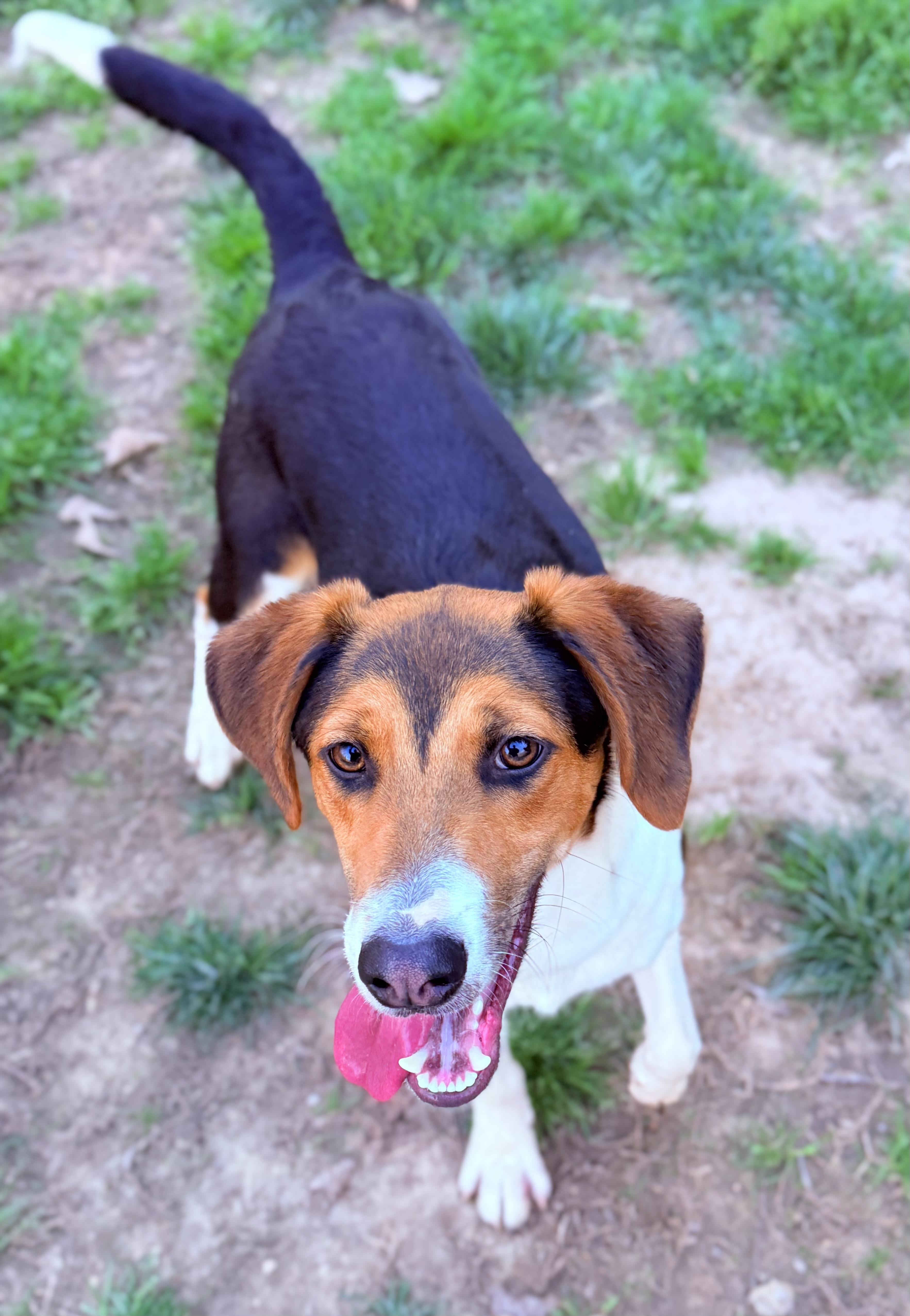Enlarge Buck, an adopted Foxhound in Richmond, VA image 4/6