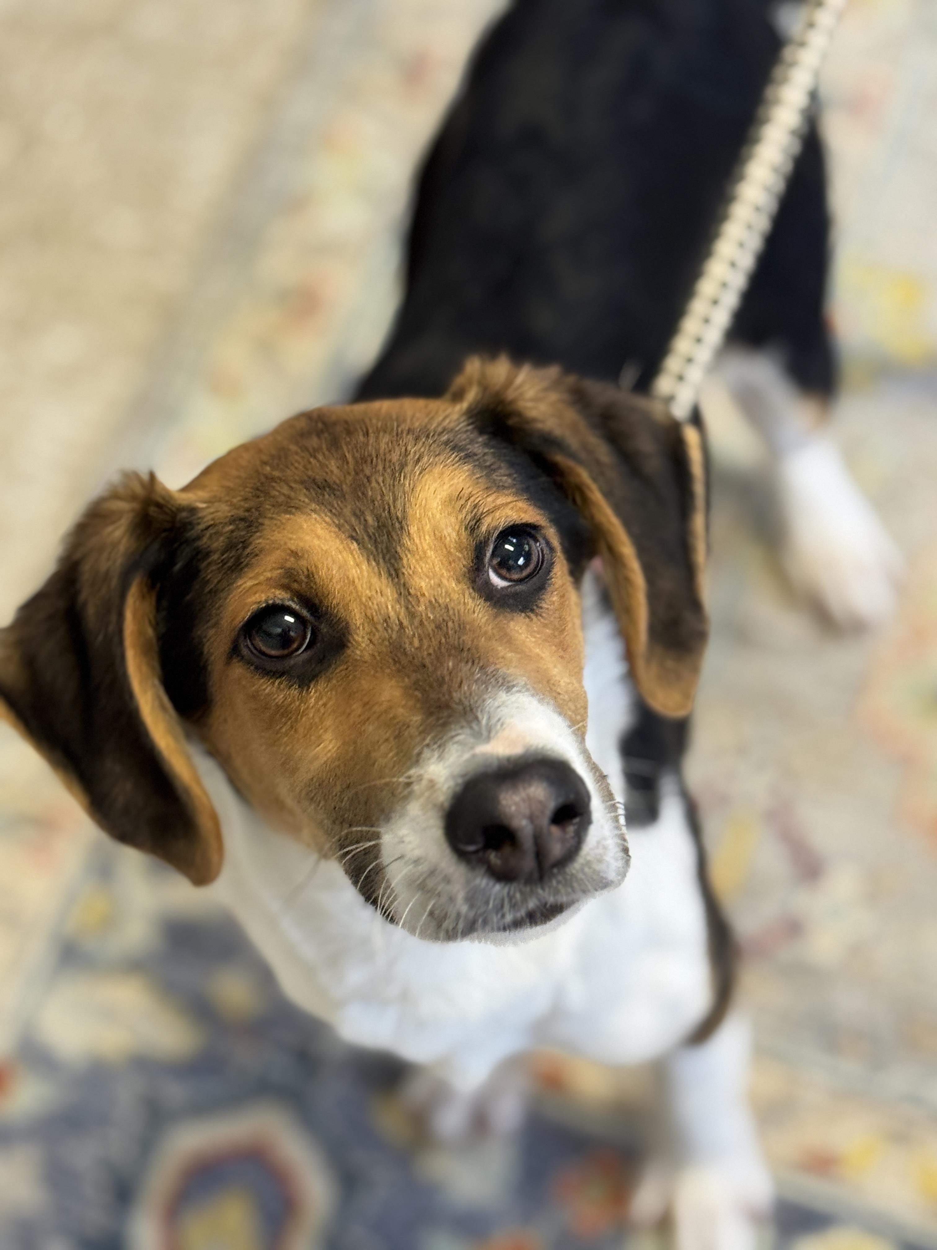 Enlarge Buck, an adopted Foxhound in Richmond, VA image 2/6
