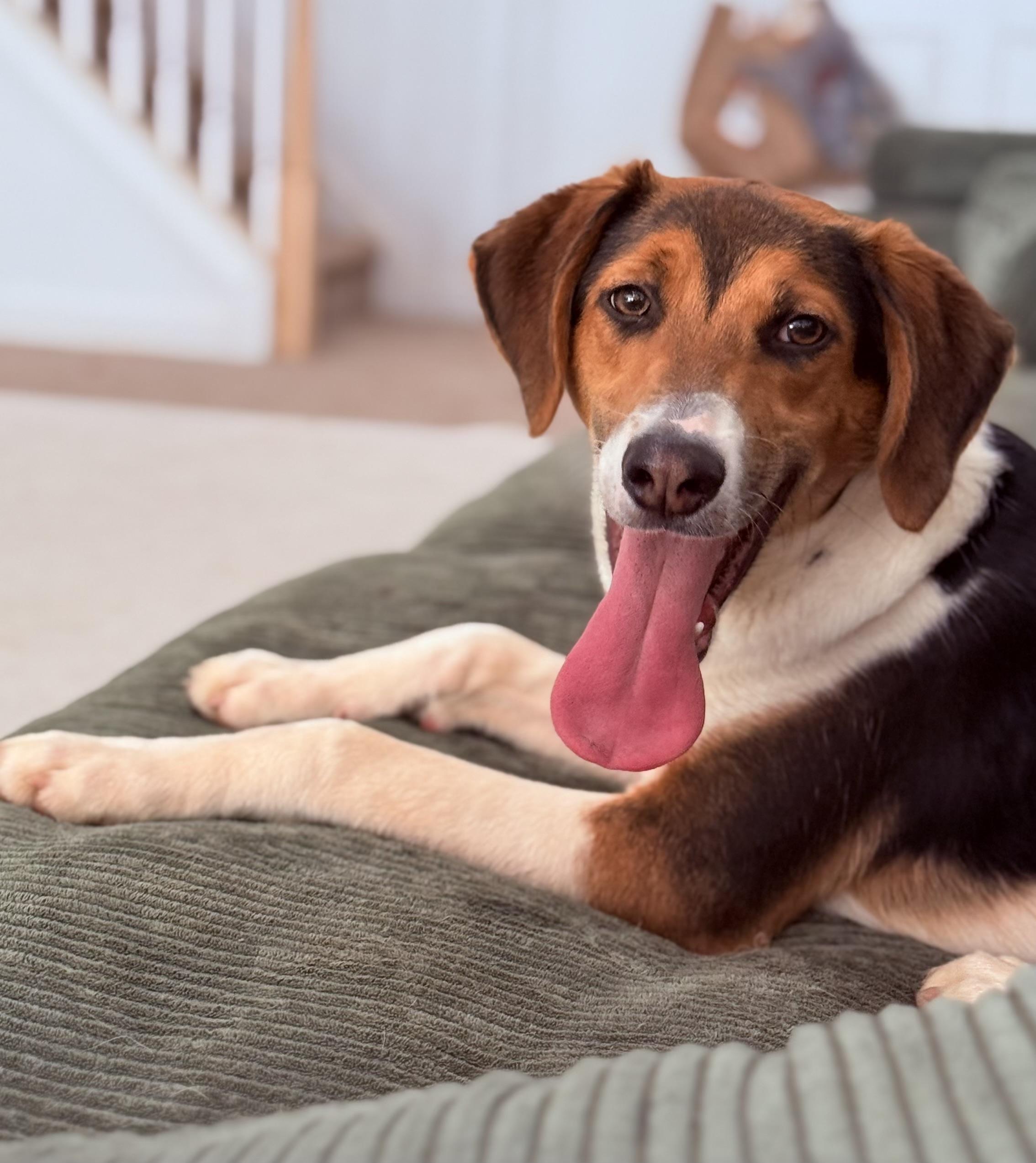 Enlarge Buck, an adopted Foxhound in Richmond, VA image 1/6