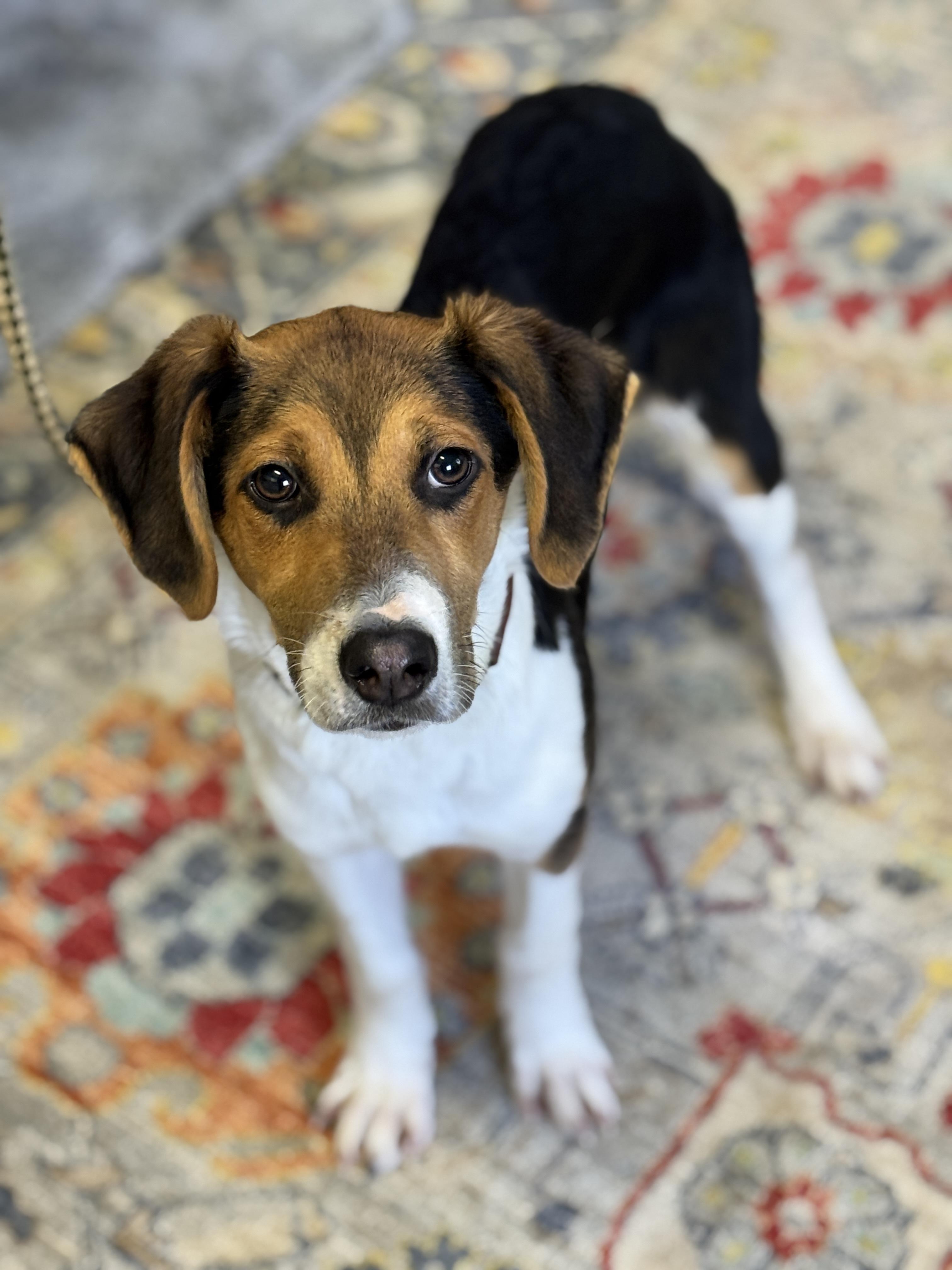 Enlarge Buck, an adopted Foxhound in Richmond, VA image 3/6
