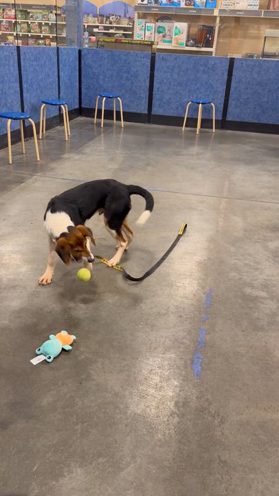 Enlarge Buck, an adopted Foxhound in Richmond, VA video 6/6