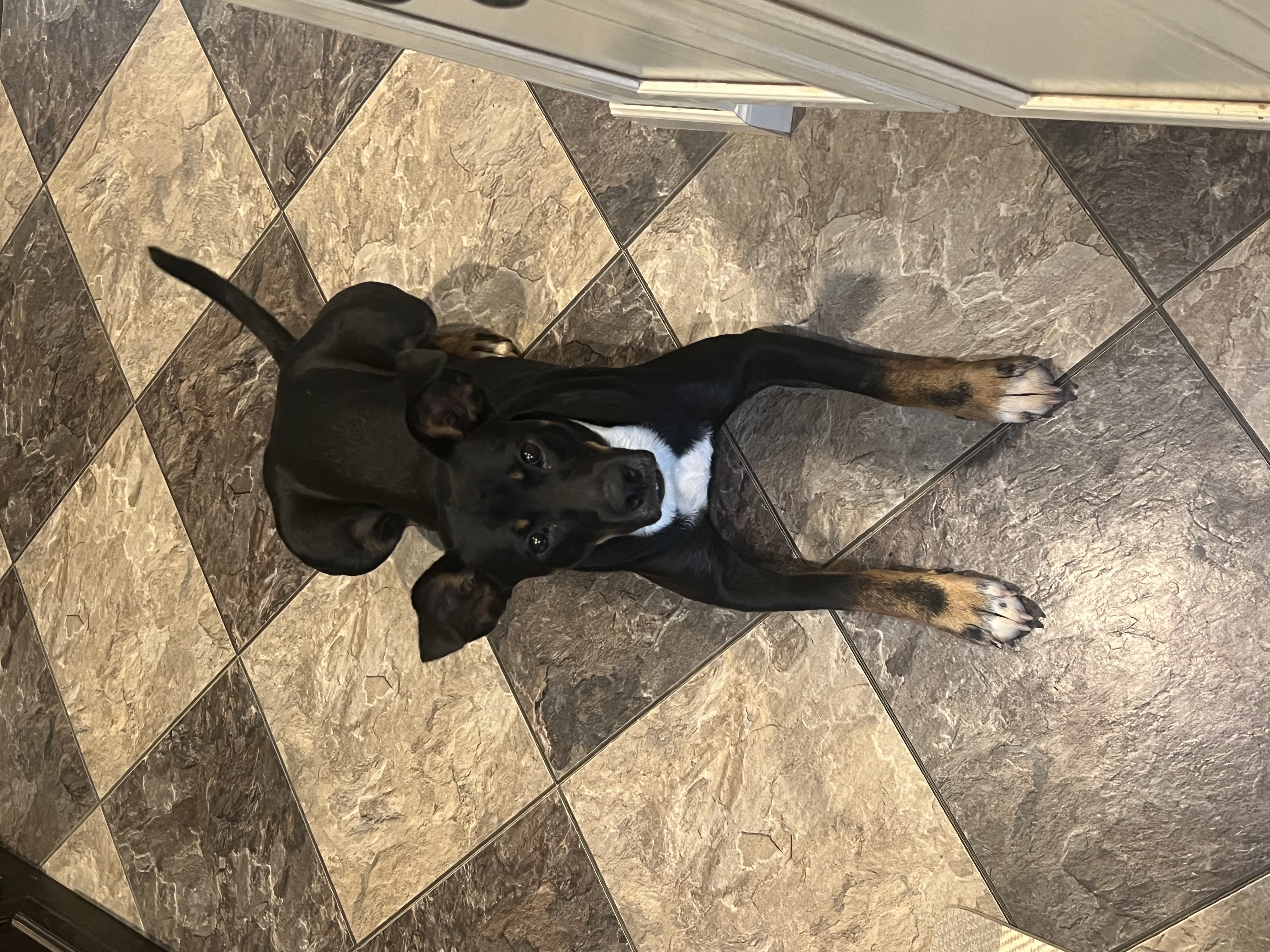 BATMAN, a Adoptable mixed breed in Hartford, CT image 2/2