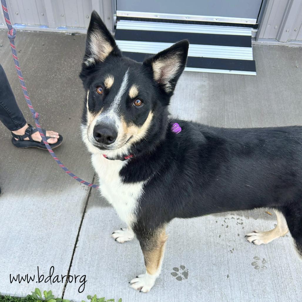 Rio, Adoptable, Adult Male Border Collie & Shepherd.
