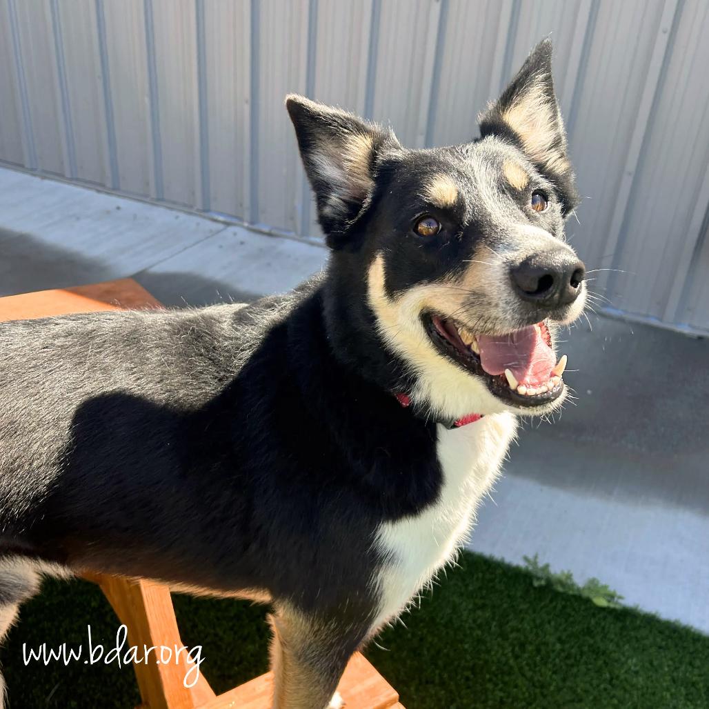 Rio, a Adoptable mixed breed in Cheyenne, WY image 2/4