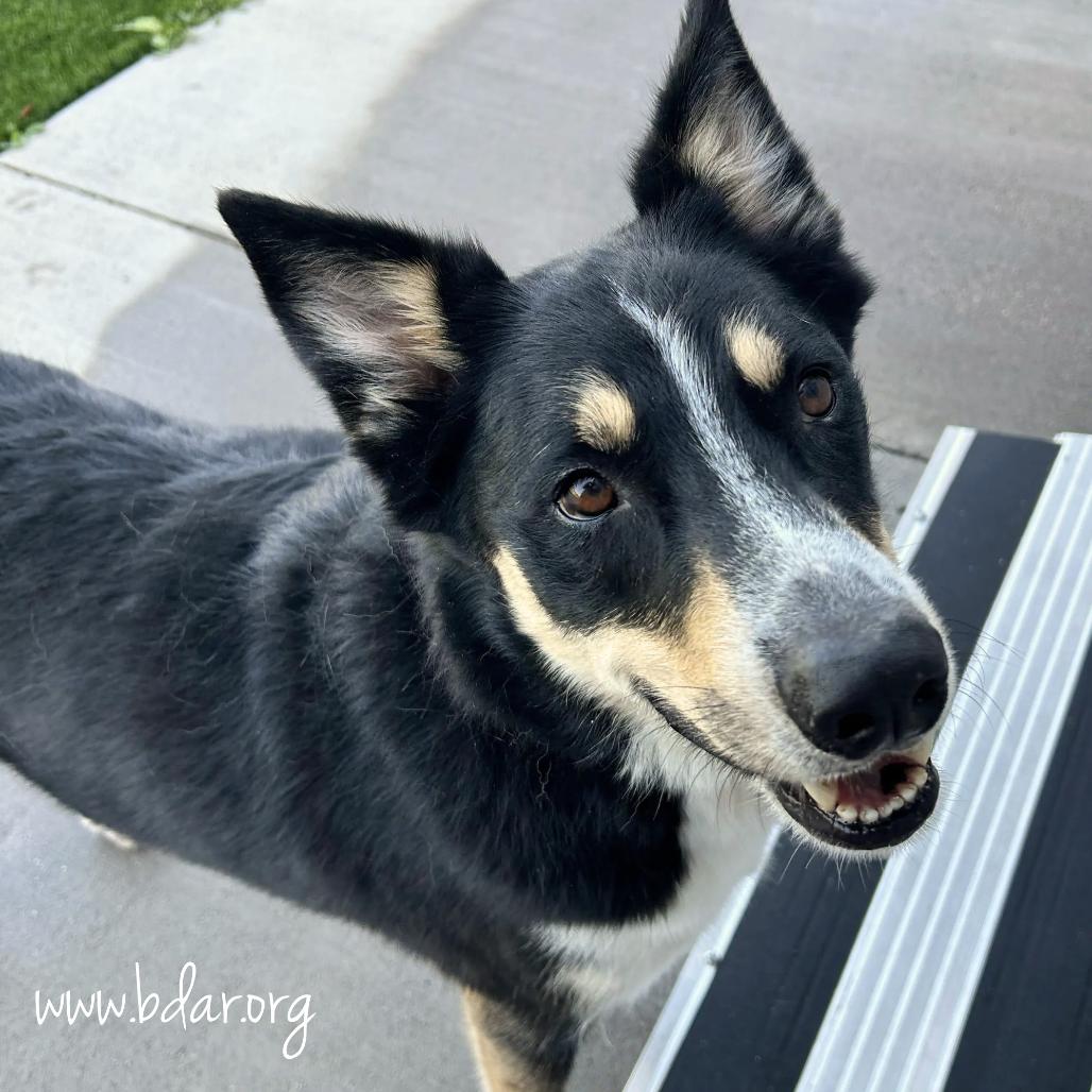 Rio, a Adoptable mixed breed in Cheyenne, WY image 3/4