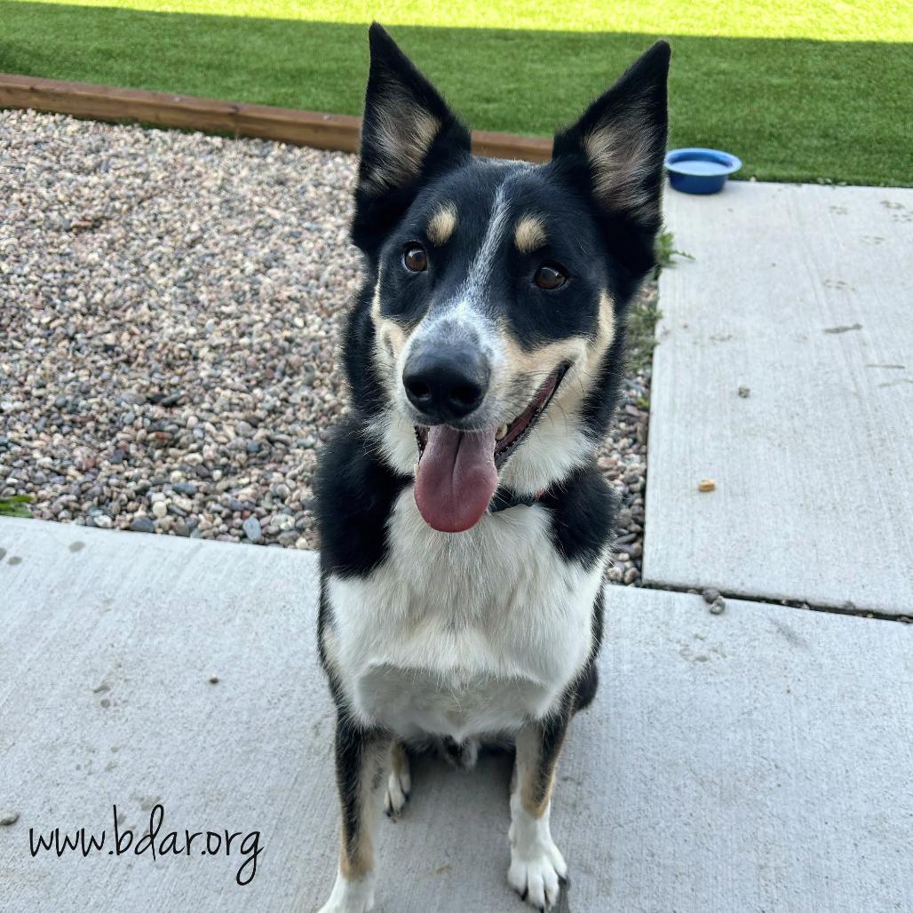 Rio, a Adoptable mixed breed in Cheyenne, WY image 4/4