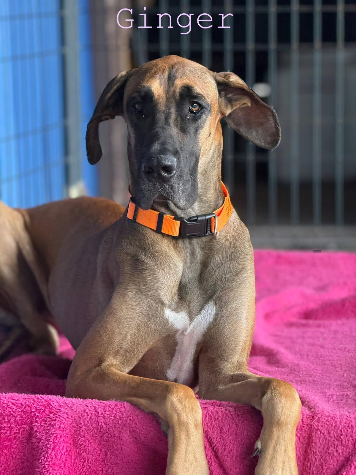 Enlarge Ginger, a Adoptable Great Dane in Jupiter, FL image 1/1