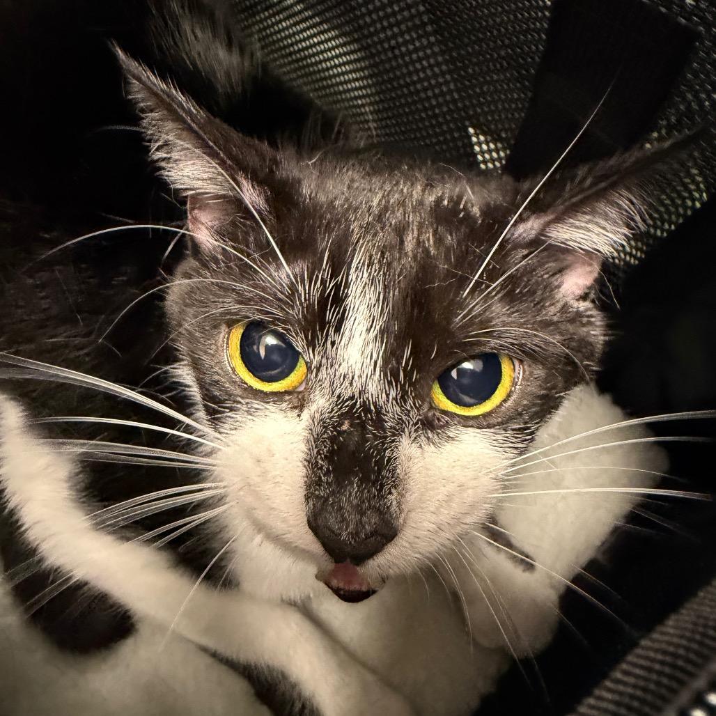 Flash, Adoptable, Adult Female Domestic Short Hair.