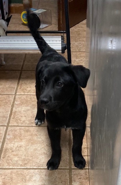 Enlarge Tux, a Adopted Black Labrador Retriever in Woodstock, GA image 2/2