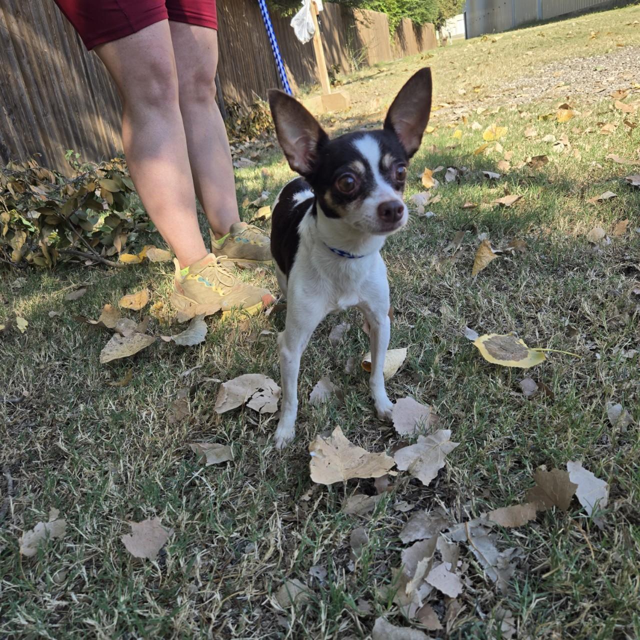 Buffy