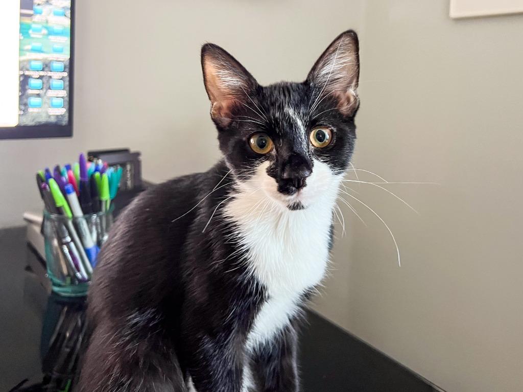 Enlarge Feyre, a Adoptable mixed breed in Hampton, VA image 2/5