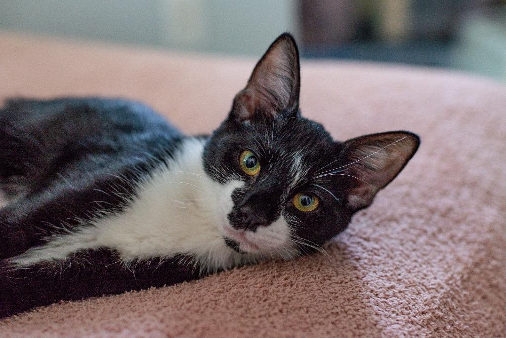 Enlarge Feyre, a Adoptable mixed breed in Hampton, VA image 4/5