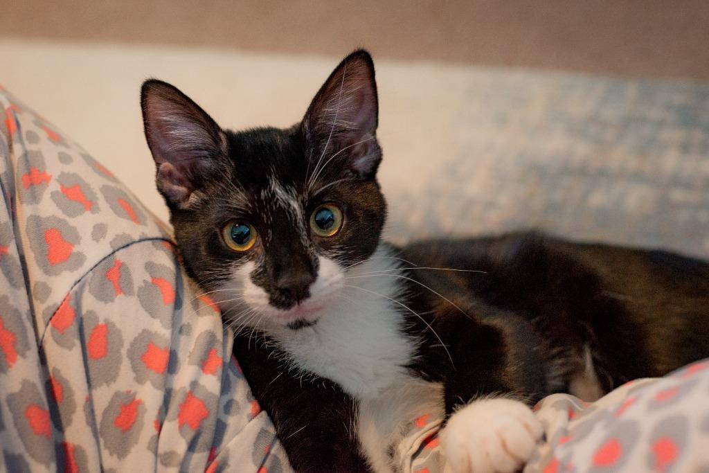 Enlarge Feyre, a Adoptable mixed breed in Hampton, VA image 5/5