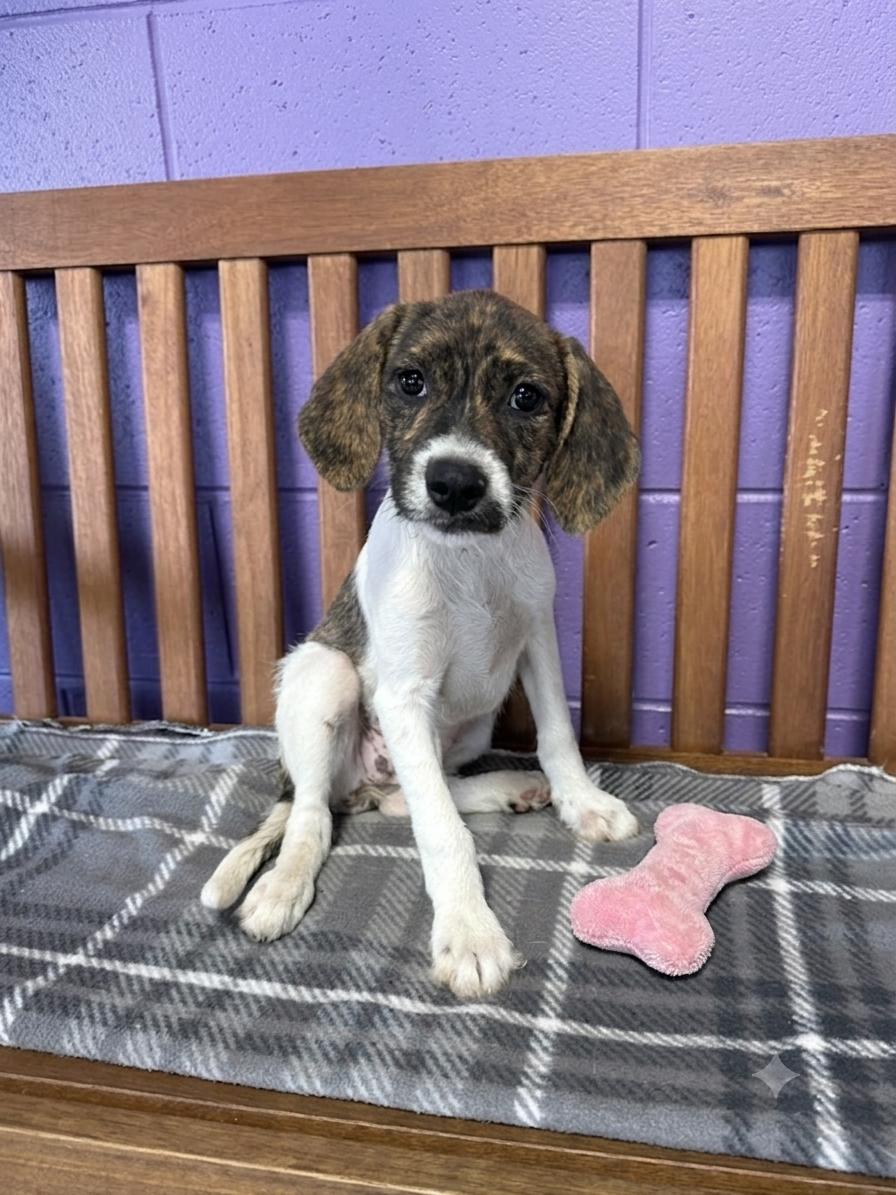 **PENNY**, Adoptable, Puppy Female Hound & Terrier.