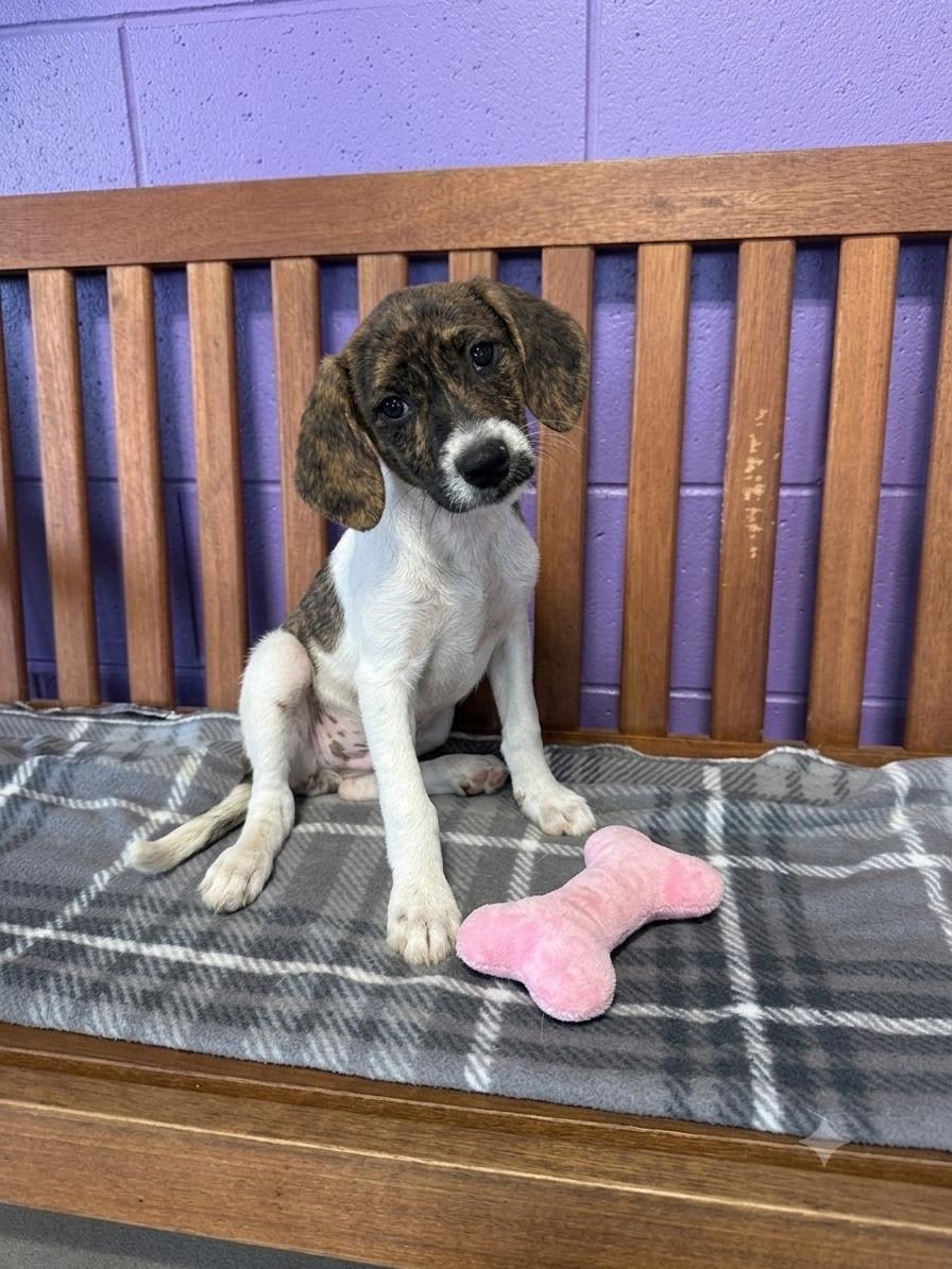 Enlarge **PENNY**, a Adoptable mixed breed in North Prairie, WI image 2/3