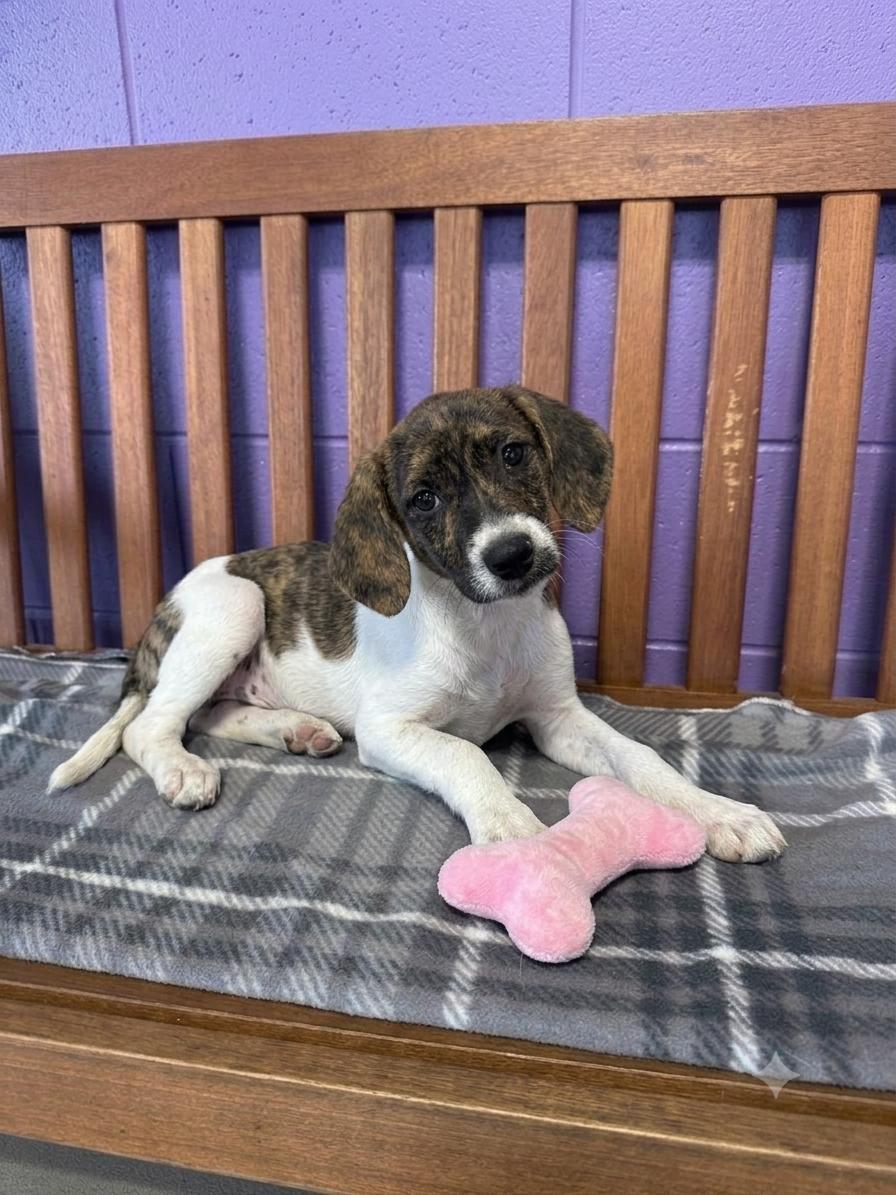 Enlarge **PENNY**, a Adoptable mixed breed in North Prairie, WI image 3/3