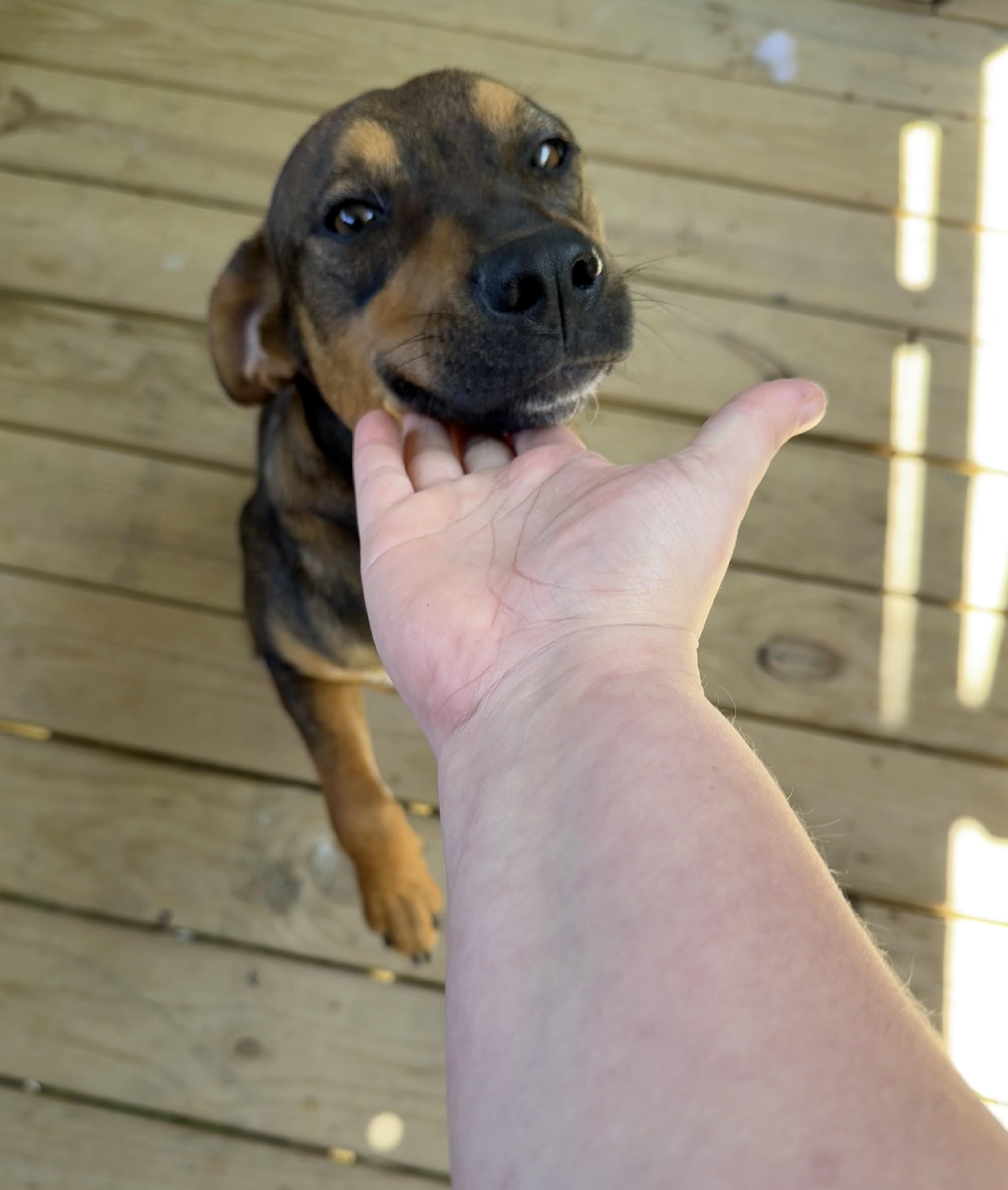 Enlarge Bandit, a Adoptable Coonhound in Plano, TX image 2/3