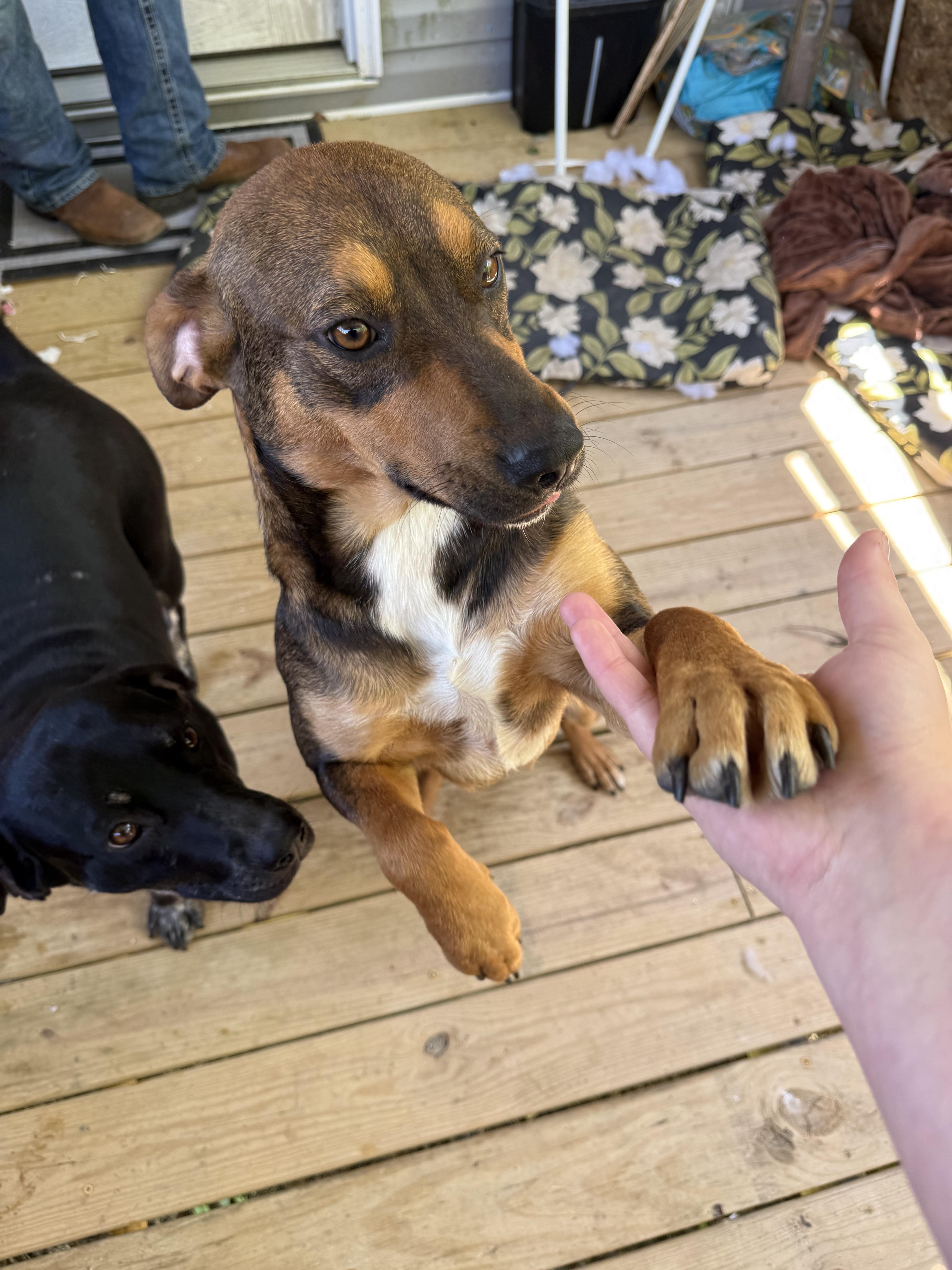 Enlarge Bandit, a Adoptable Coonhound in Plano, TX image 1/3