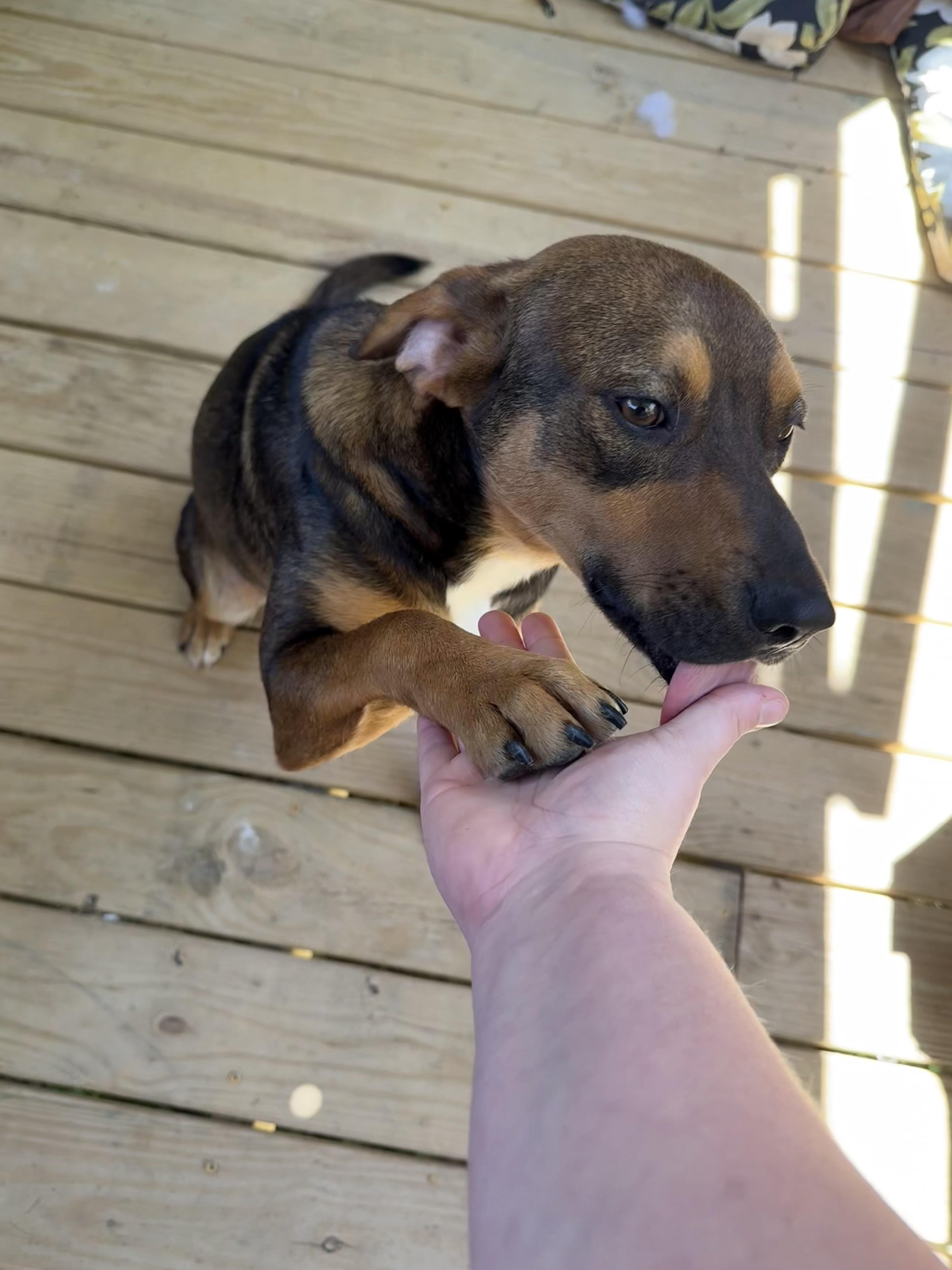 Enlarge Bandit, a Adoptable Coonhound in Plano, TX image 3/3