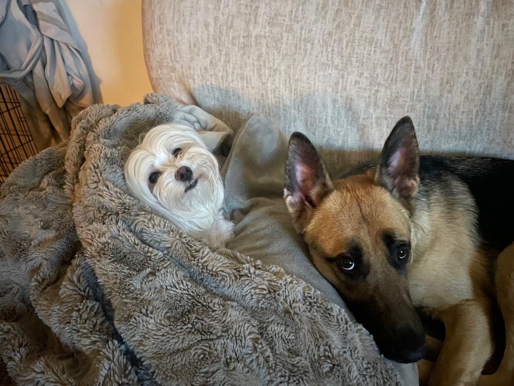 Kaia, Adoptable, Young Female German Shepherd Dog.