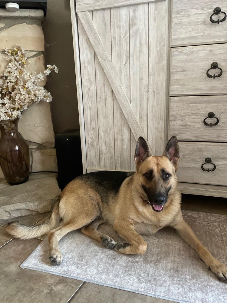 Enlarge Kaia, a Adoptable German Shepherd Dog in Shingle Springs, CA image 2/6