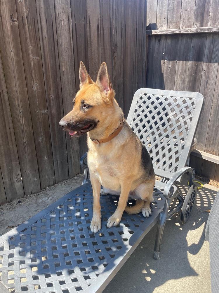 Enlarge Kaia, a Adoptable German Shepherd Dog in Shingle Springs, CA image 3/6