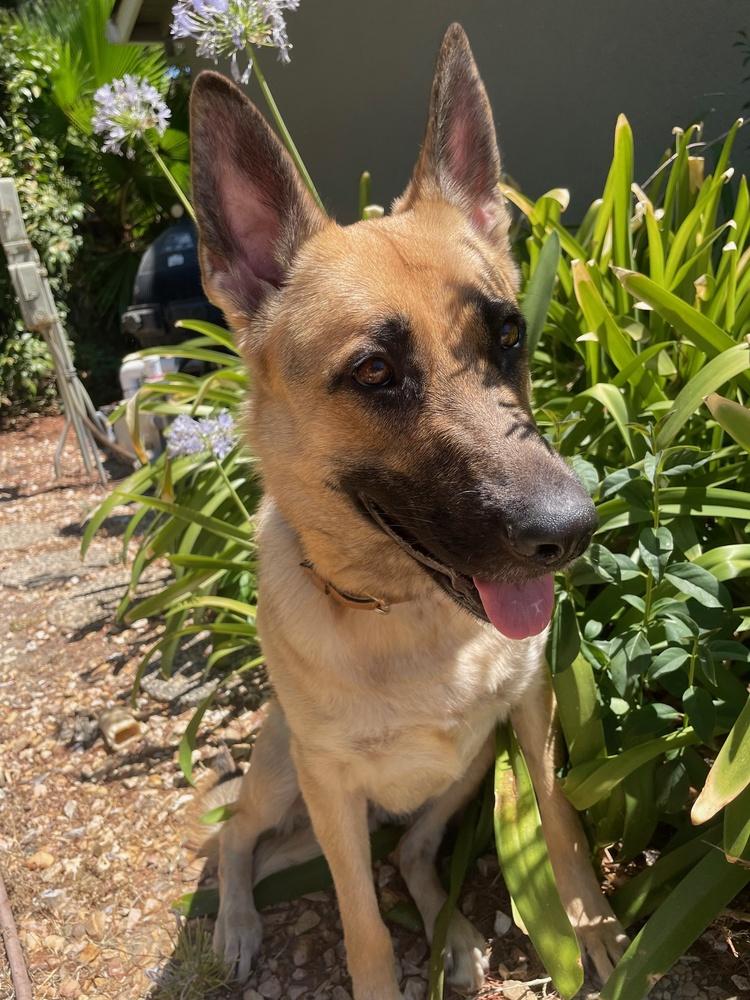 Kaia, Adoptable, Young Female German Shepherd Dog.