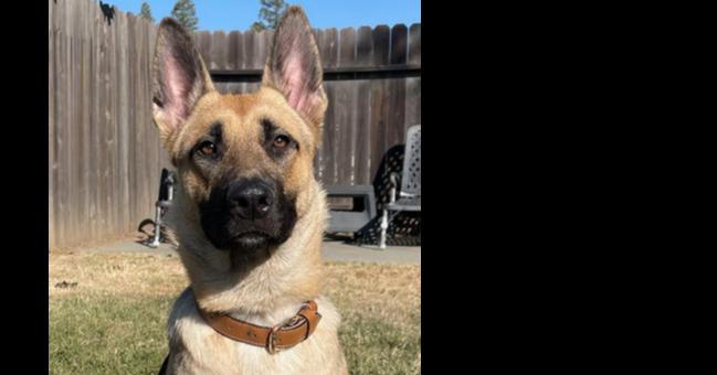 Enlarge Kaia, a Adoptable German Shepherd Dog in Shingle Springs, CA image 6/6