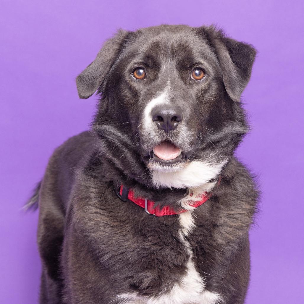 Rylee, Adoptable, Adult Male Mixed Breed.