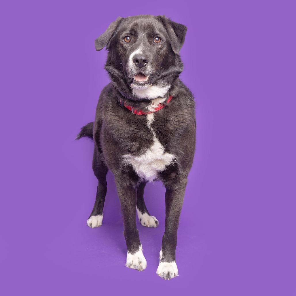 Enlarge Rylee, a Adoptable Mixed Breed in Franklin, TN image 2/2