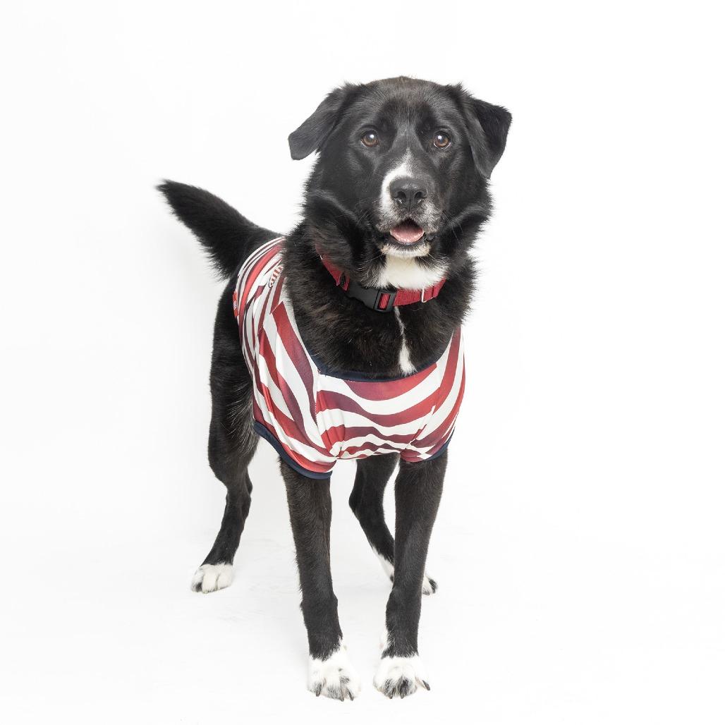 Enlarge Rylee, a Adoptable Mixed Breed in Franklin, TN image 3/4