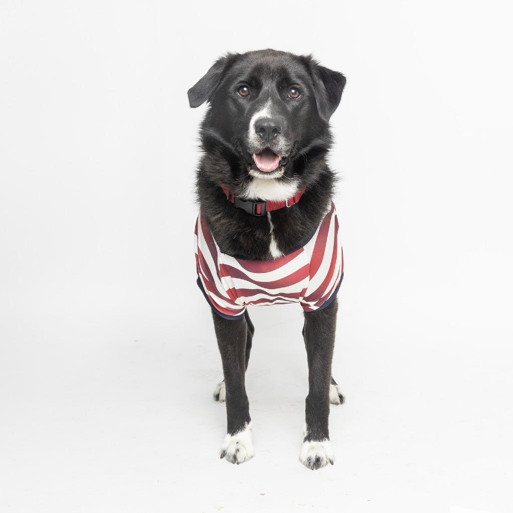 Enlarge Rylee, a Adoptable Mixed Breed in Franklin, TN image 4/4