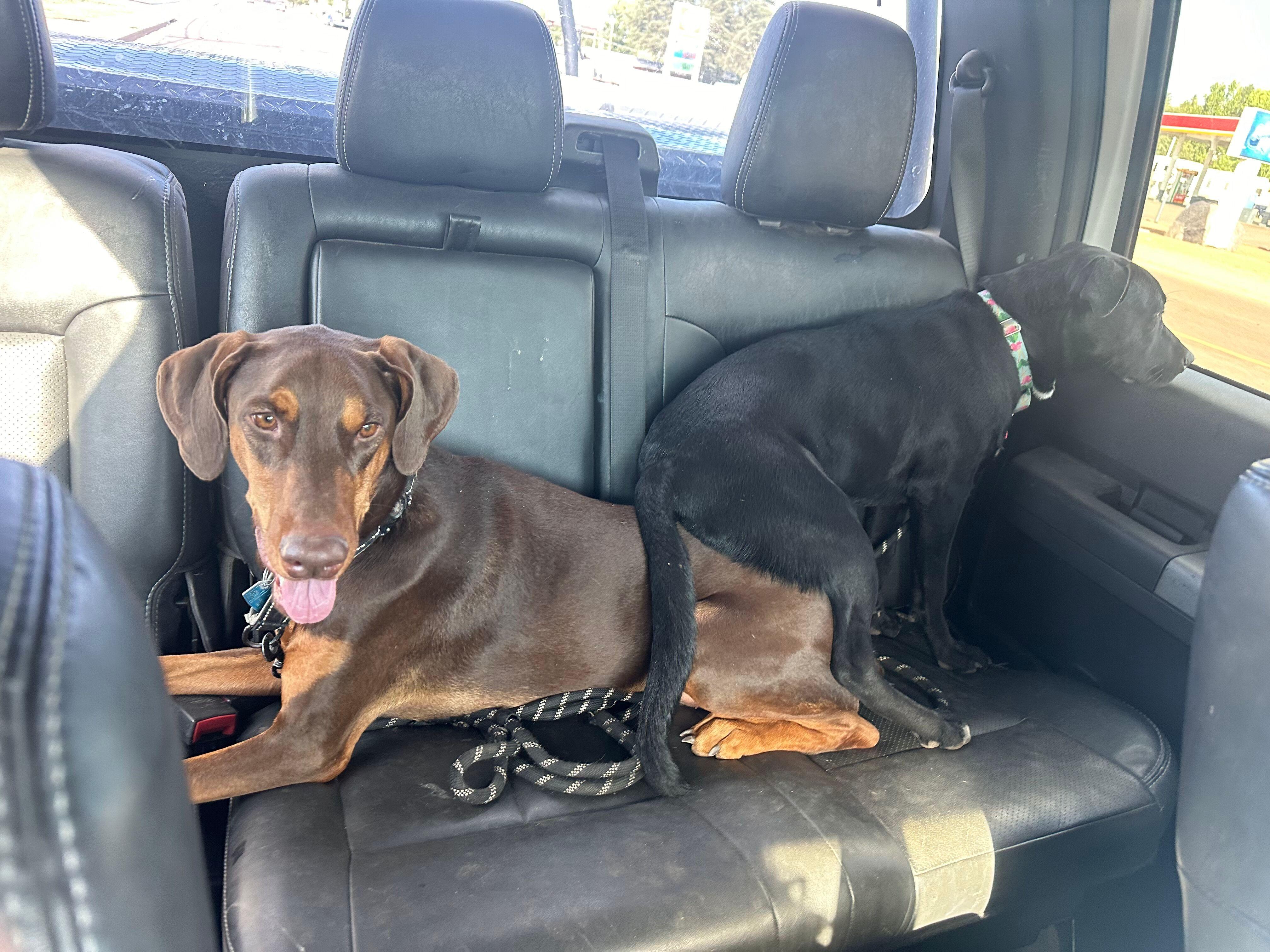 Enlarge Cy, a Adoptable mixed breed in Gilbert, AZ image 3/4