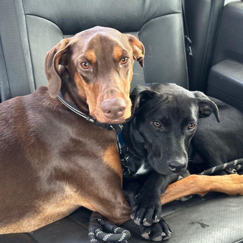 Enlarge Cy, a Adoptable mixed breed in Gilbert, AZ image 1/4