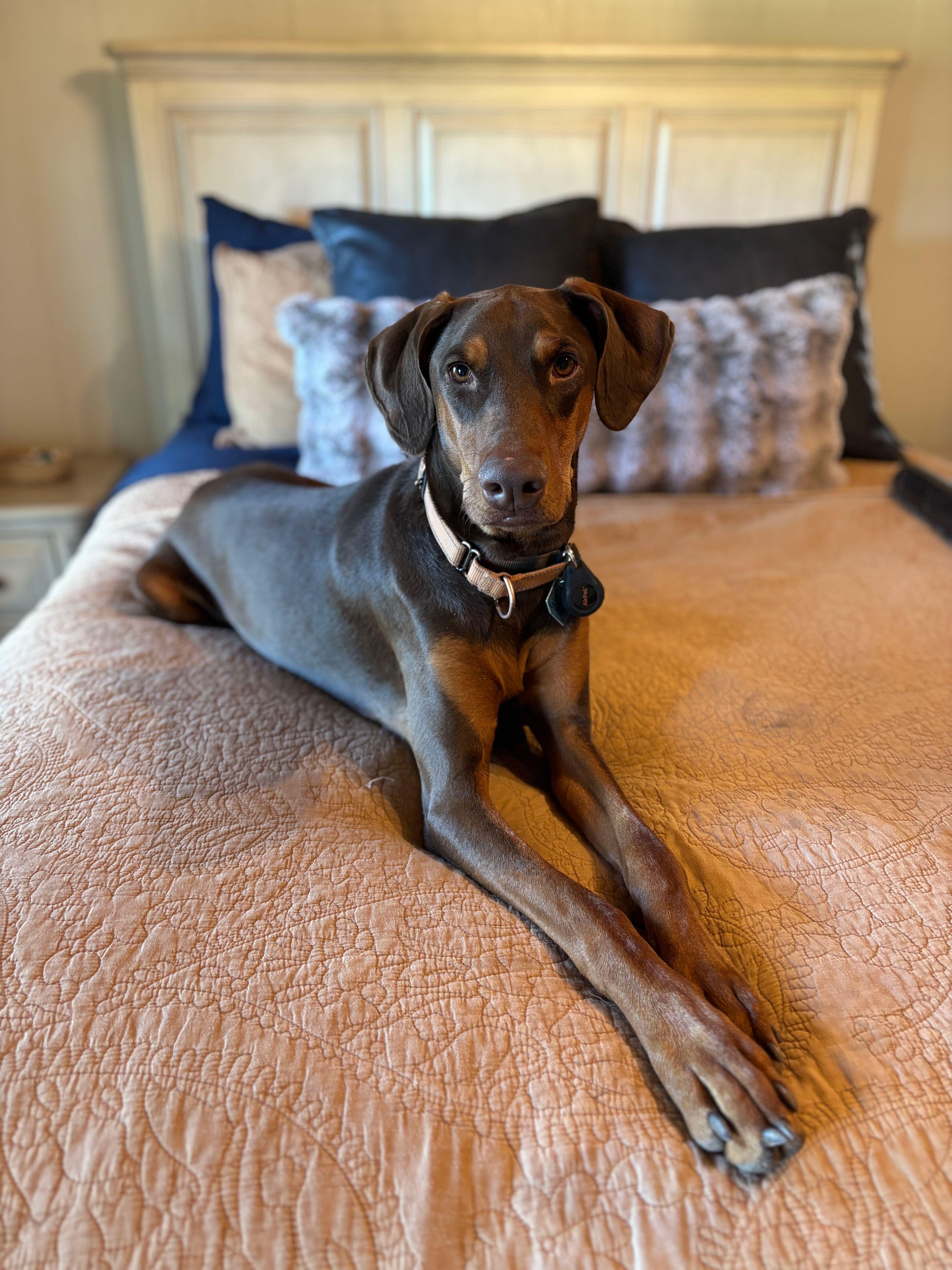 Enlarge Cy, a Adoptable mixed breed in Gilbert, AZ image 2/4