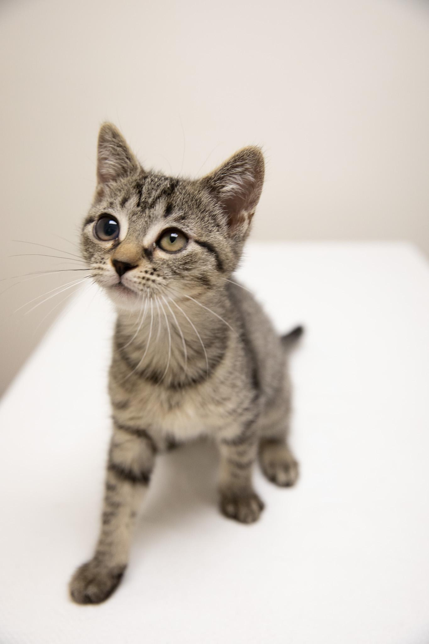 Shoe, Adoptable, Kitten Female Domestic Short Hair.